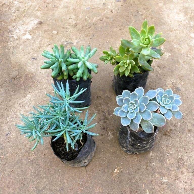 Set of 4 - String of Banana, Sedum Brush, Sedum Blue & Sedum Adorn Succulent in 3 Inch Nursery Bag