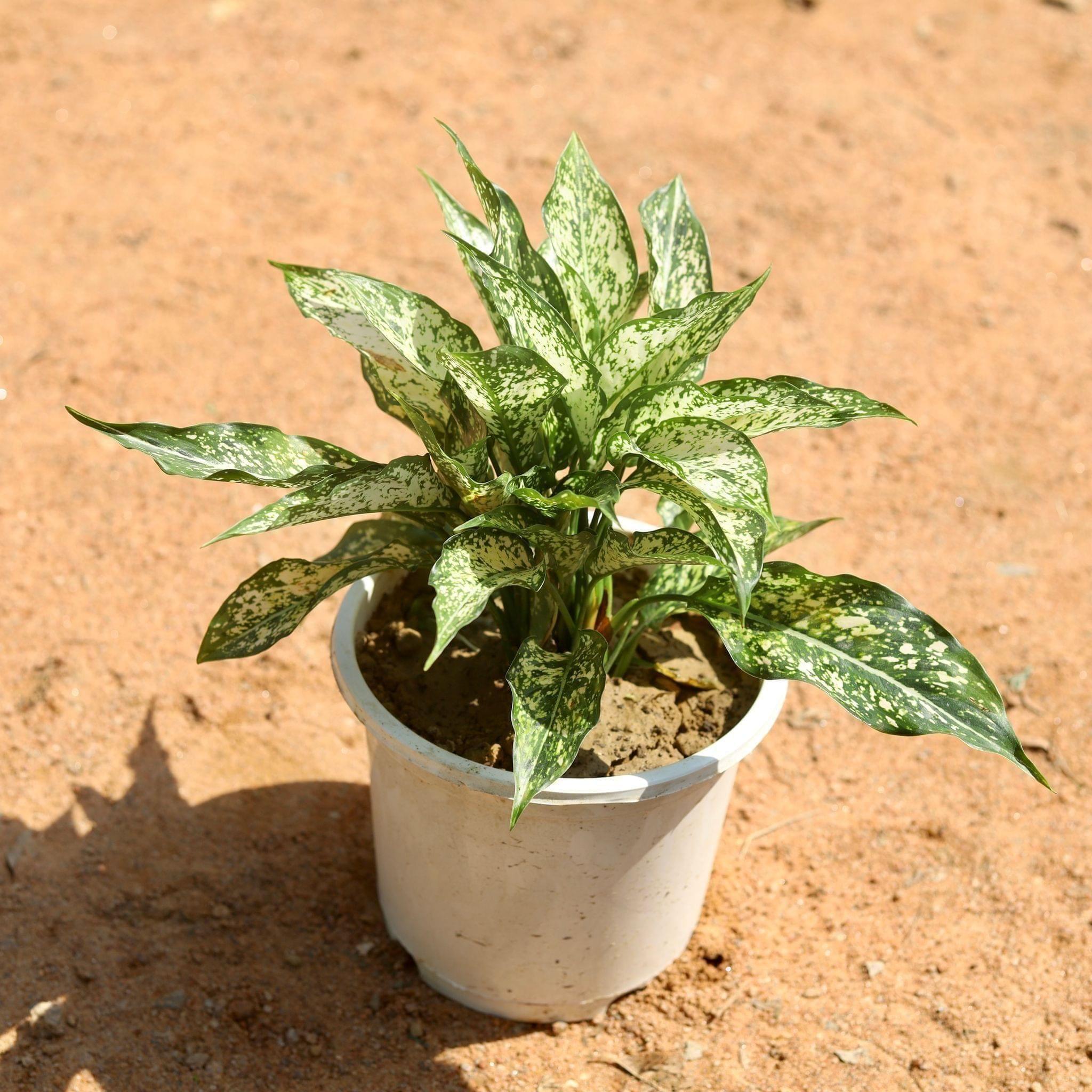 Aglaonema Snow White in 8 Inch White Nursery Pot
