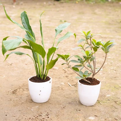 Buy Set of 2 - Peace Lily & Ficus Long Island in 4 Inch Classy White Cup Ceramic Pot Online | Urvann.com