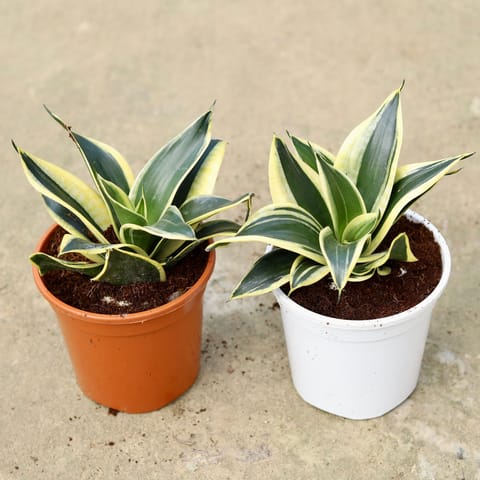 Set of 2 - Snake Dwarf in 6 Inch Red & White Nursery Pot