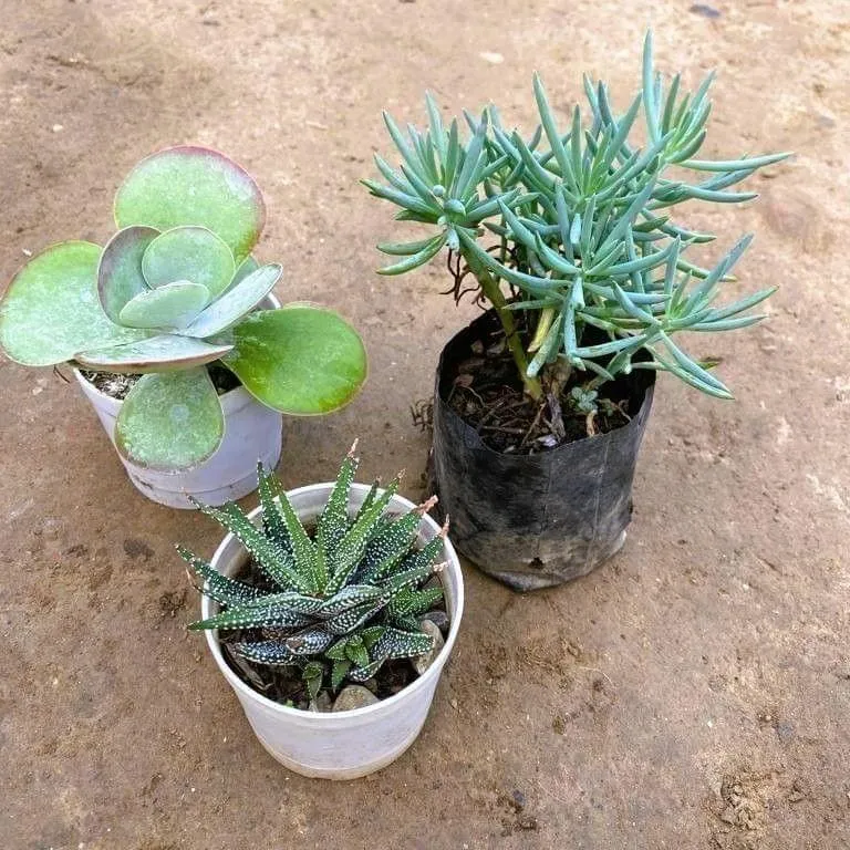 Set of 3 - Kalanchoe, Sedum Brush & Zebrina Haworthia Succulent