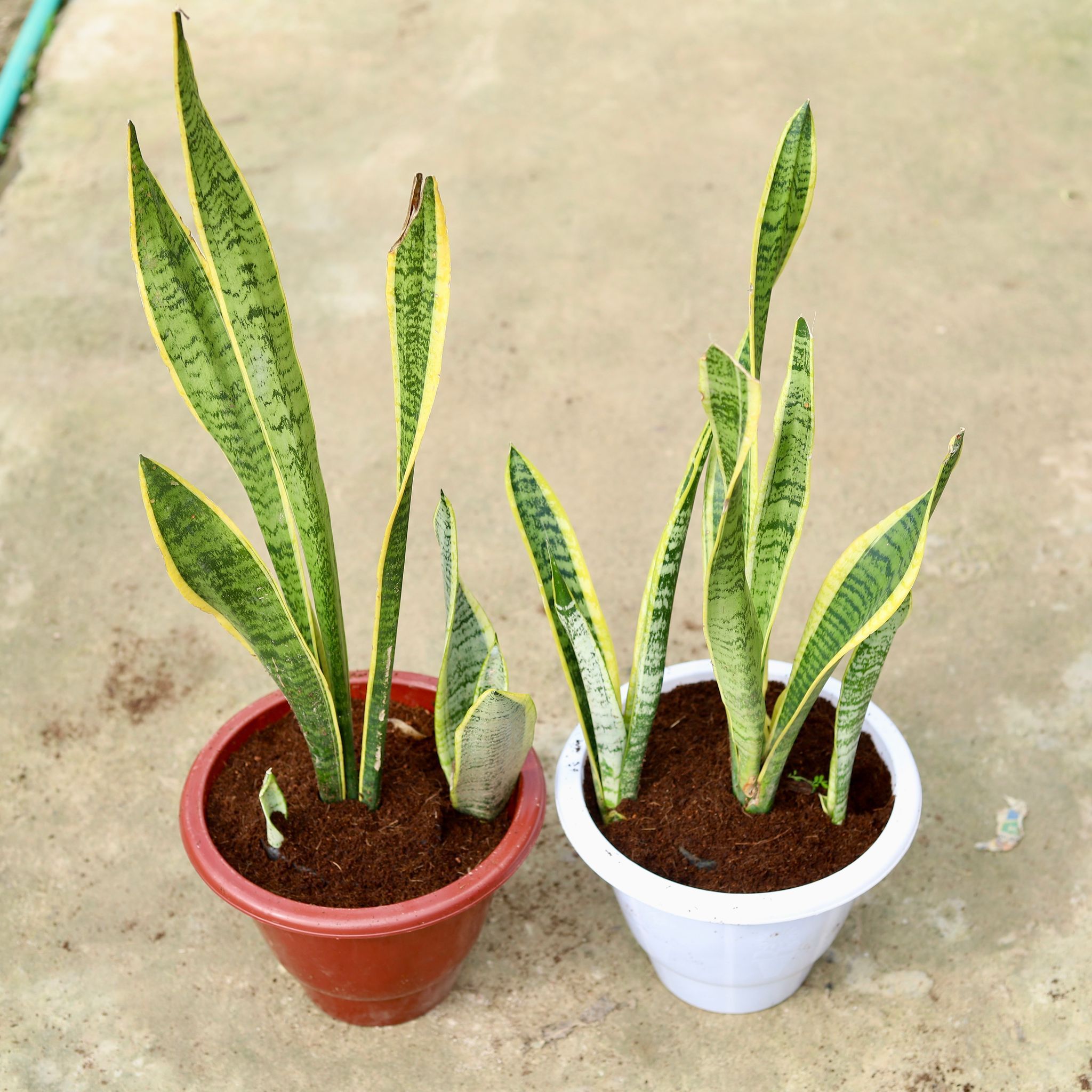 Set of 2 - Snake Long Yellow in 10 Inch Classy Red & White Plastic Pot