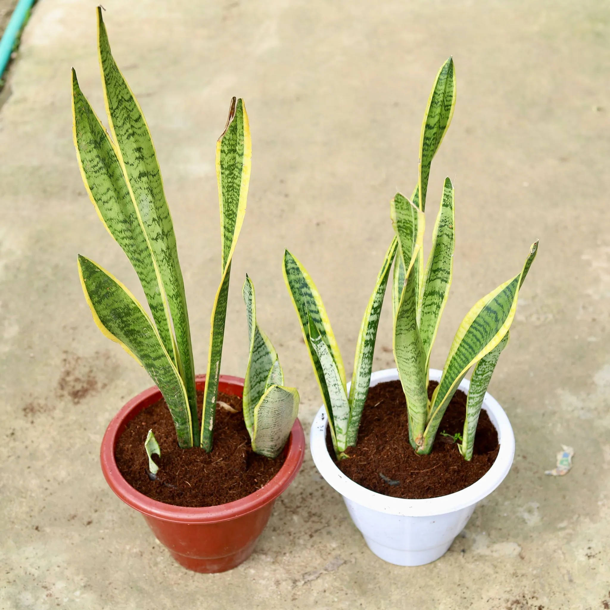 Set of 2 - Snake Long Yellow in 10 Inch Classy Red & White Plastic Pot