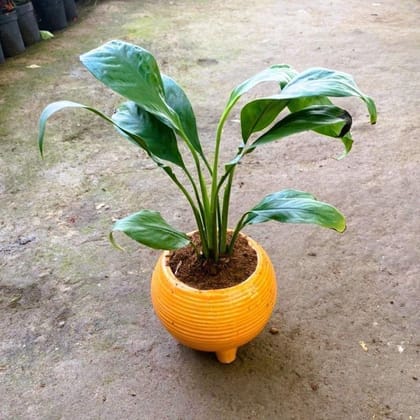 Buy Peace Lily in 6 Inch Round Ceramic Pot (colour may vary) Online | Urvann.com
