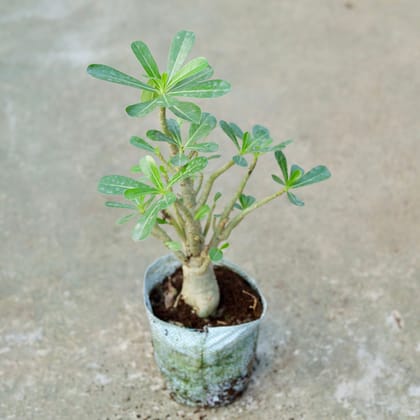 Buy Adenium Pink In 5 Inch Nursery bag Online | Urvann.com