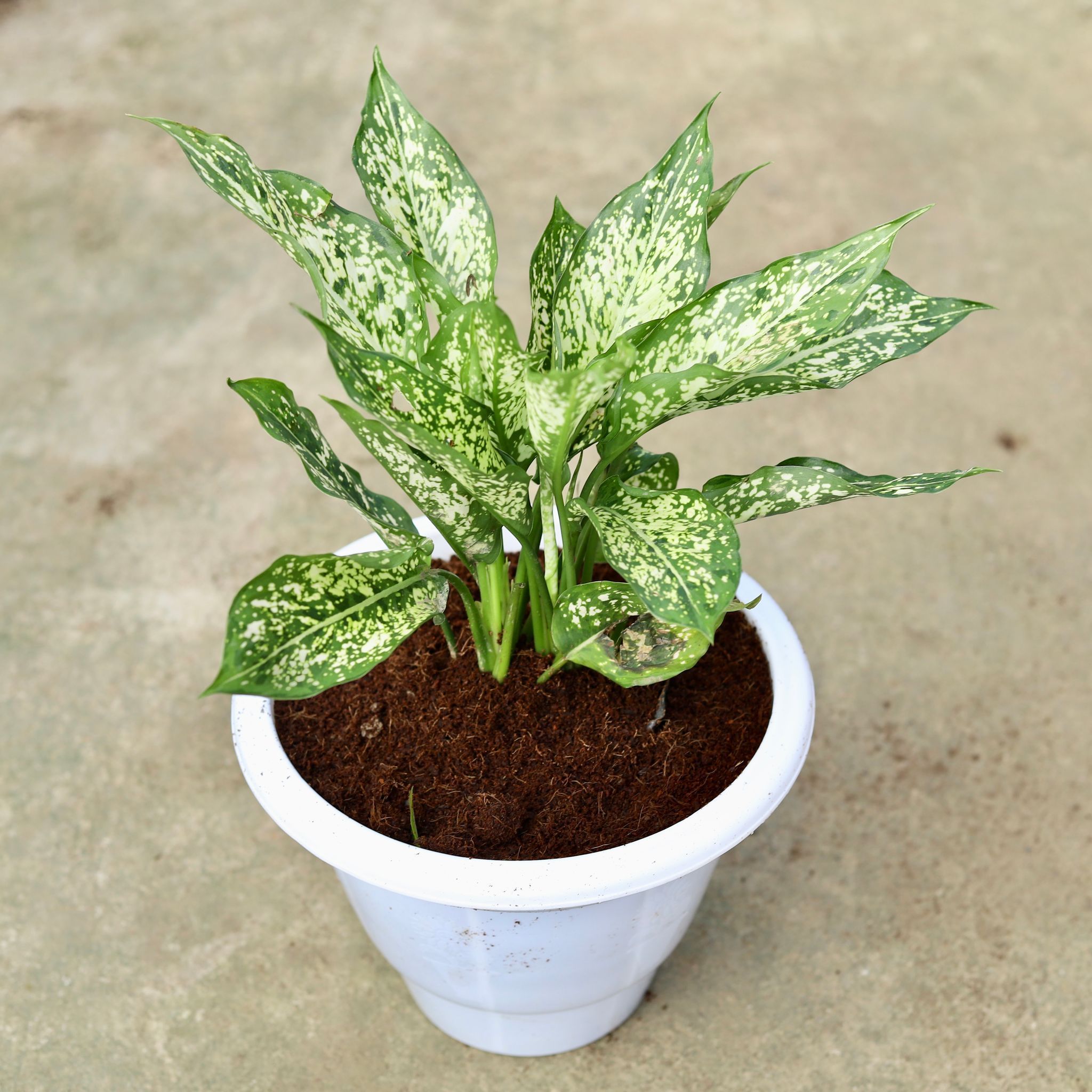 Aglaonema Snow White in 10 Inch Classy White Plastic Pot