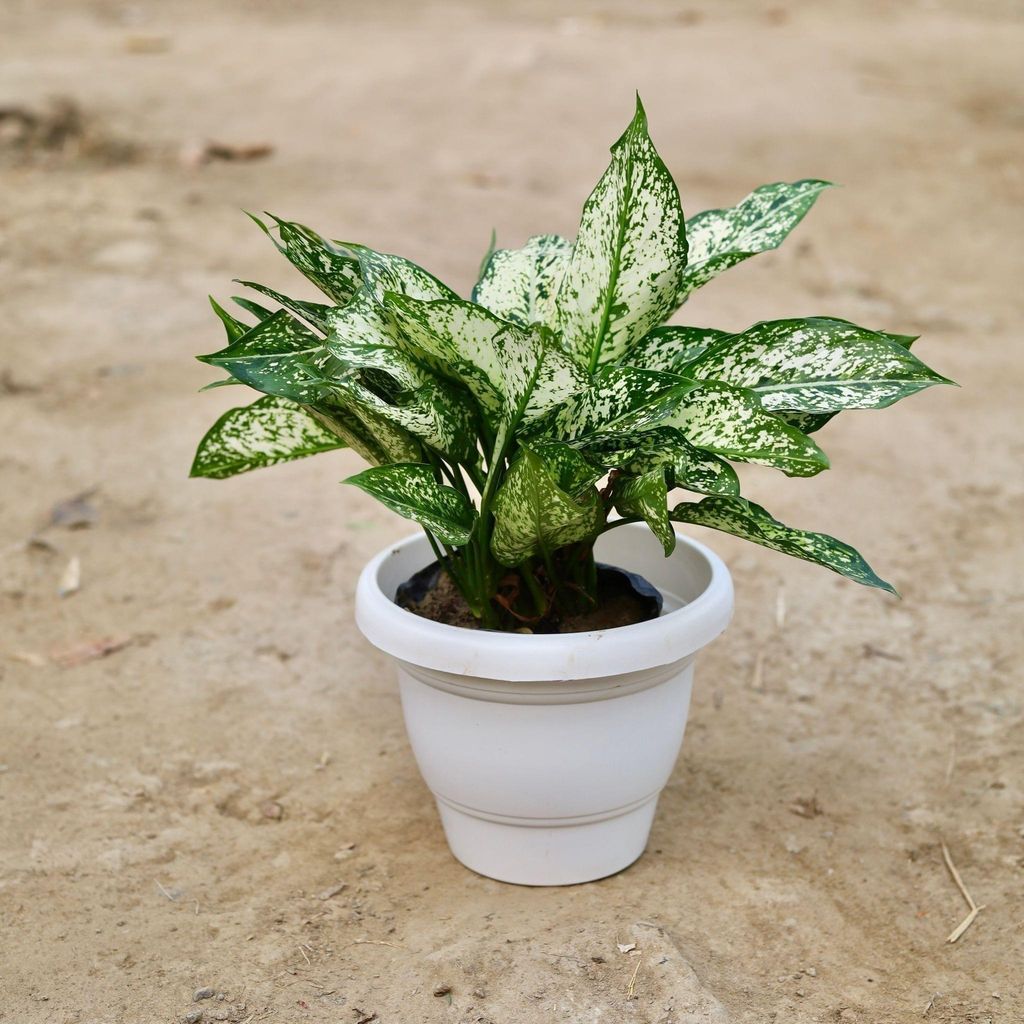 Buy Aglaonema snow White in 10 Inch Classy White Plastic Pot Online | Urvann.com Aglaonema snow White in 10 Inch Classy White Plastic Pot