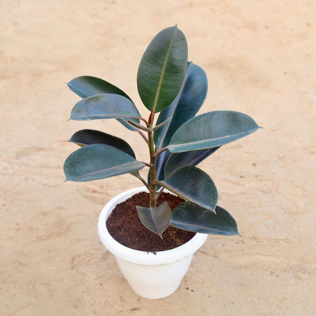 Buy Rubber Plant Black (~ 1-2 ft) in 10 Inch Classy White Plastic Pot Online | Urvann.com Rubber Plant Black (~ 1-2 ft) in 10 Inch Classy White Plastic Pot