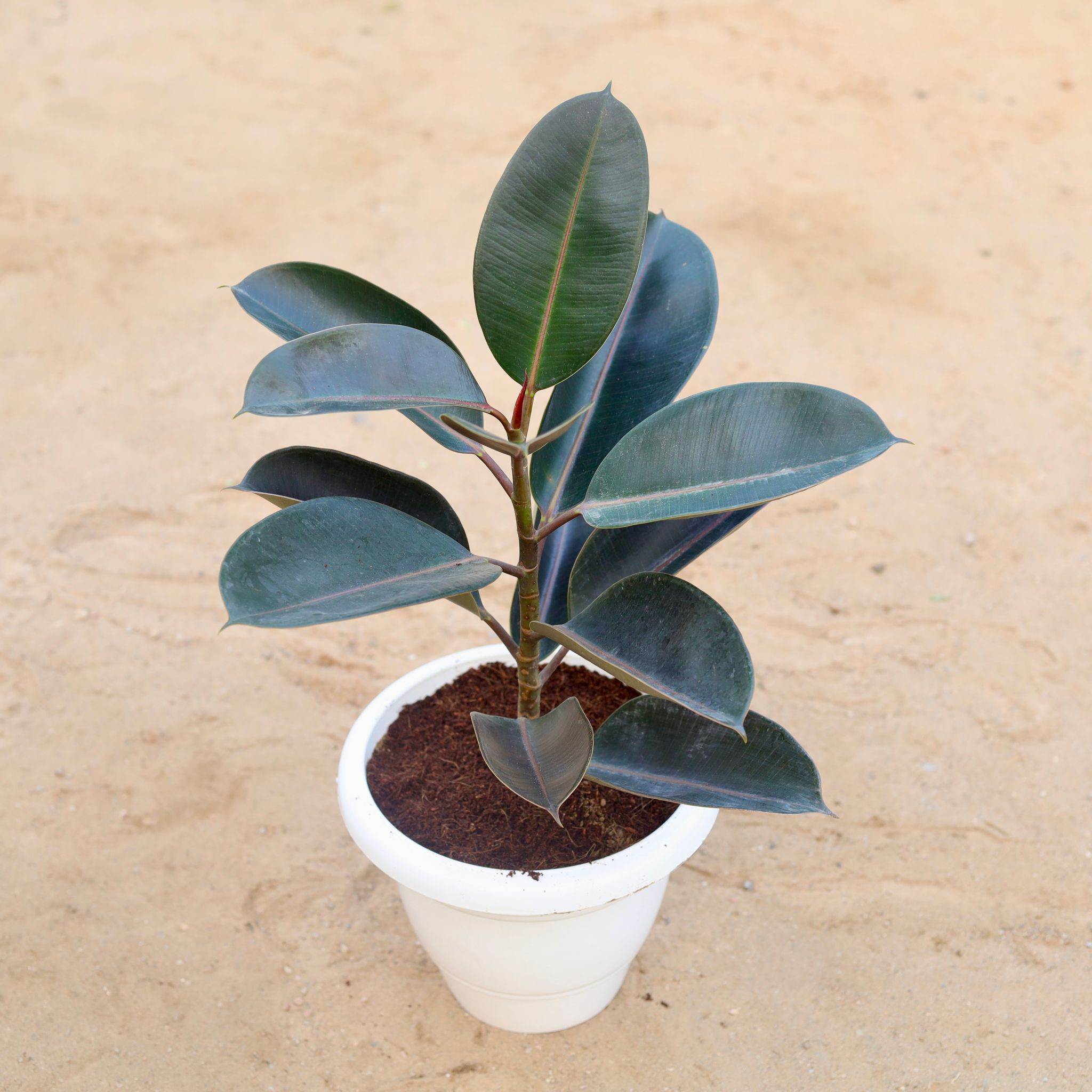Rubber Plant Black (~ 1-2 ft) in 10 Inch Classy White Plastic Pot