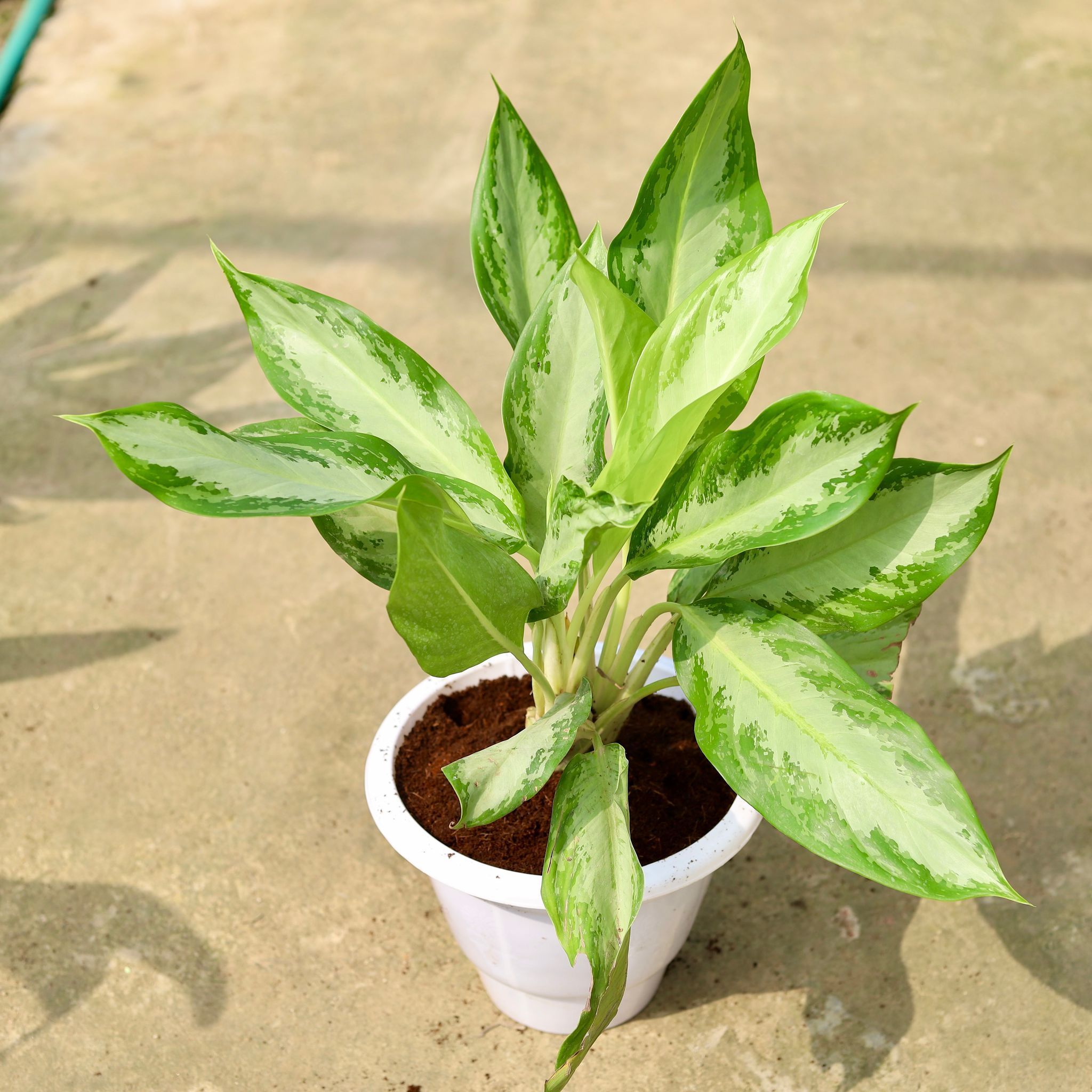 Aglaonema Emerald Bay in 10 Inch Classy White Plastic Pot