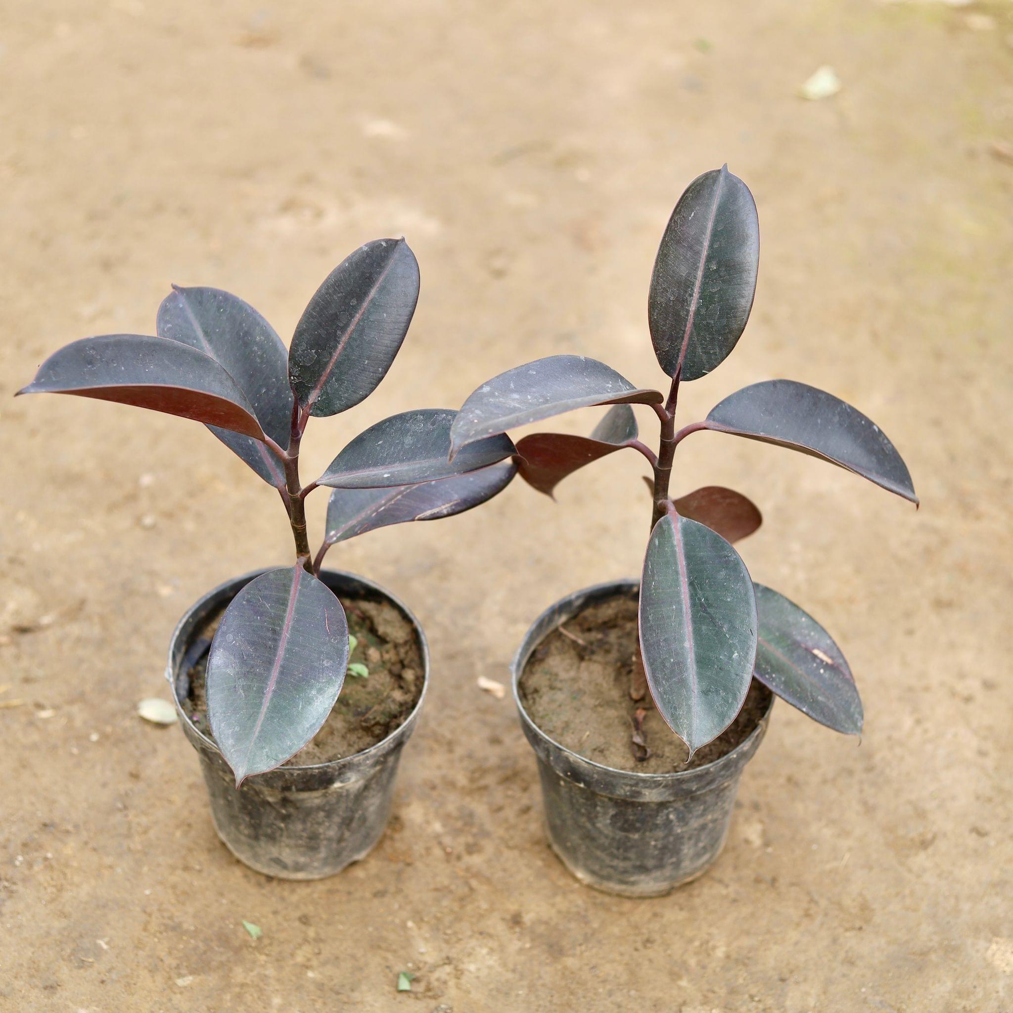 Set of 2 - Rubber Plant in 6 Inch Nursery Pot