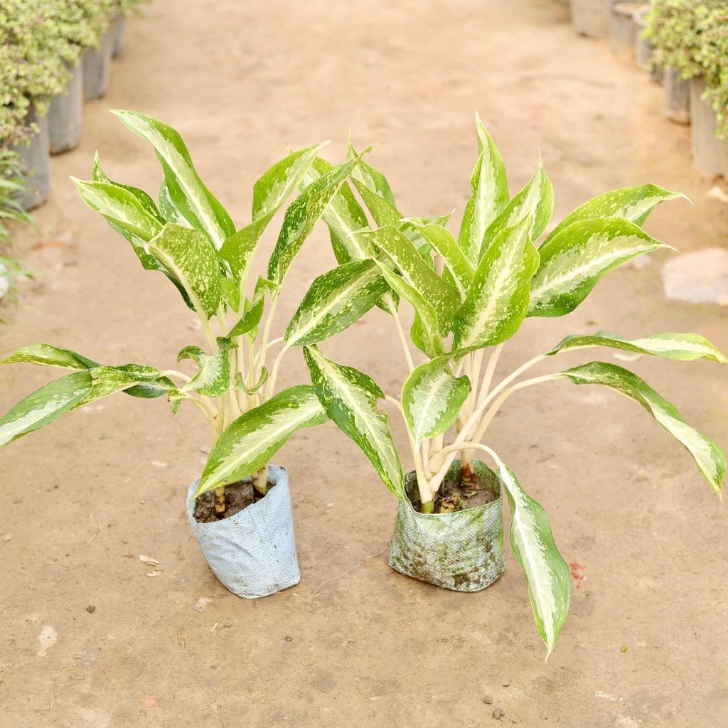 Set of 2 - Aglaonema Dove in 8 Inch Nursery Bag