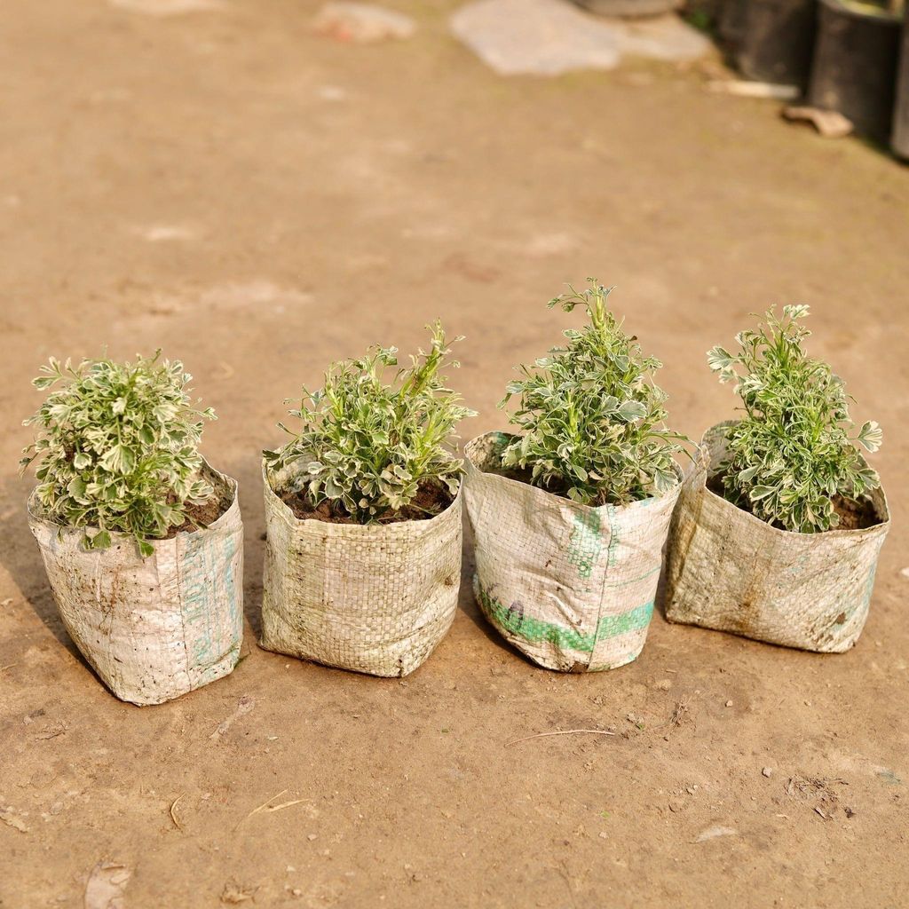 Buy Set of 4 - Aralia Variegated White in 5 Inch Nursery Bag Online | Urvann.com Set of 4 - Aralia Variegated White in 5 Inch Nursery Bag