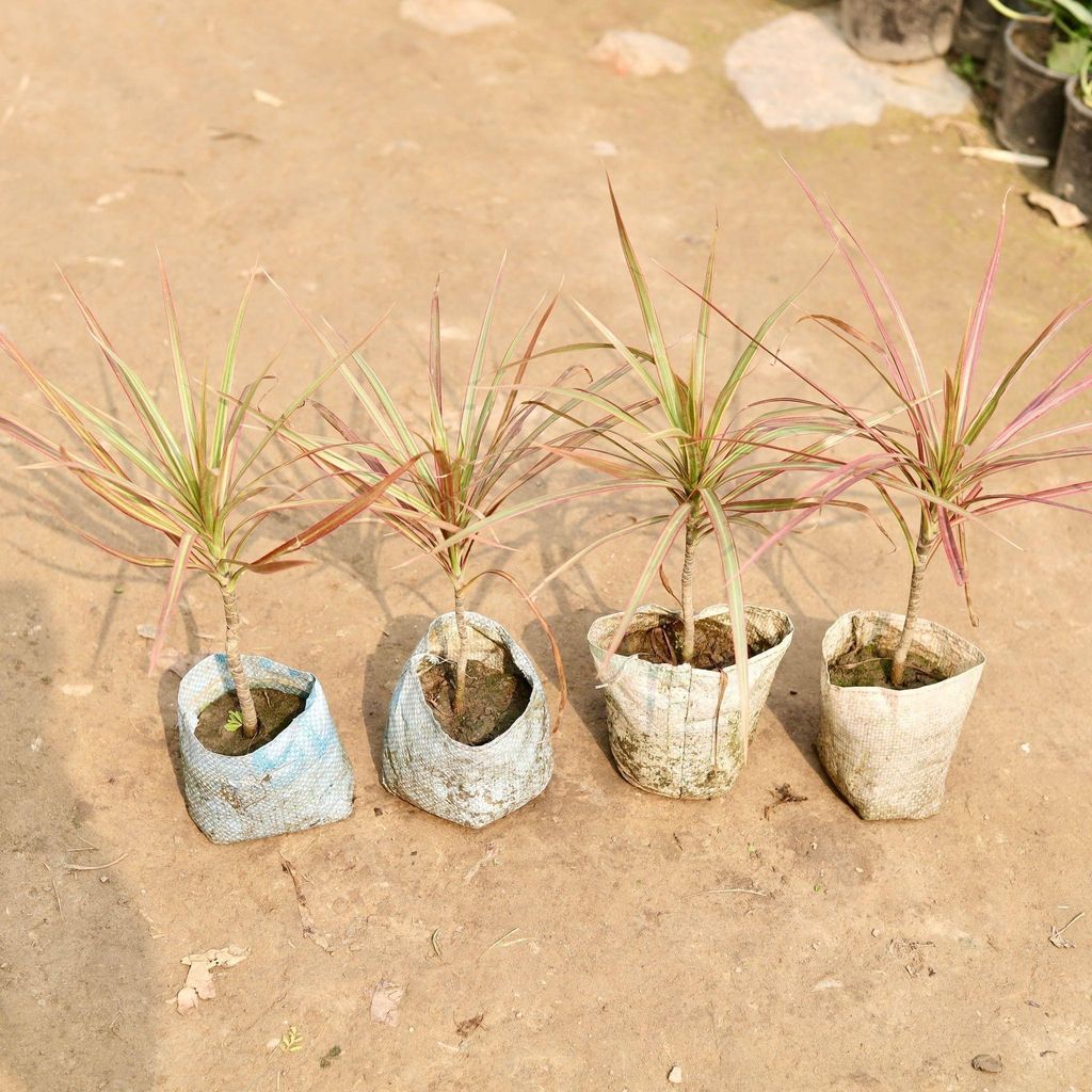 Buy Set of 4 - Dracaena Cloorma in 5 Inch Nursery Bag Online | Urvann.com Set of 4 - Dracaena colorama / Marginata in 5 Inch Nursery Bag