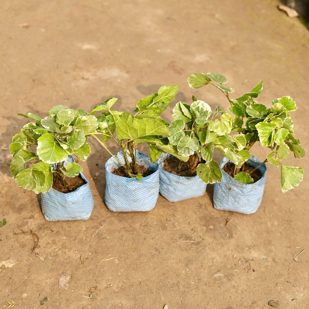 Buy Set of 4 - Aralia Apple in 4 Inch Nursery Bag Online | Urvann.com Set of 4 - Aralia Apple in 4 Inch Nursery Bag