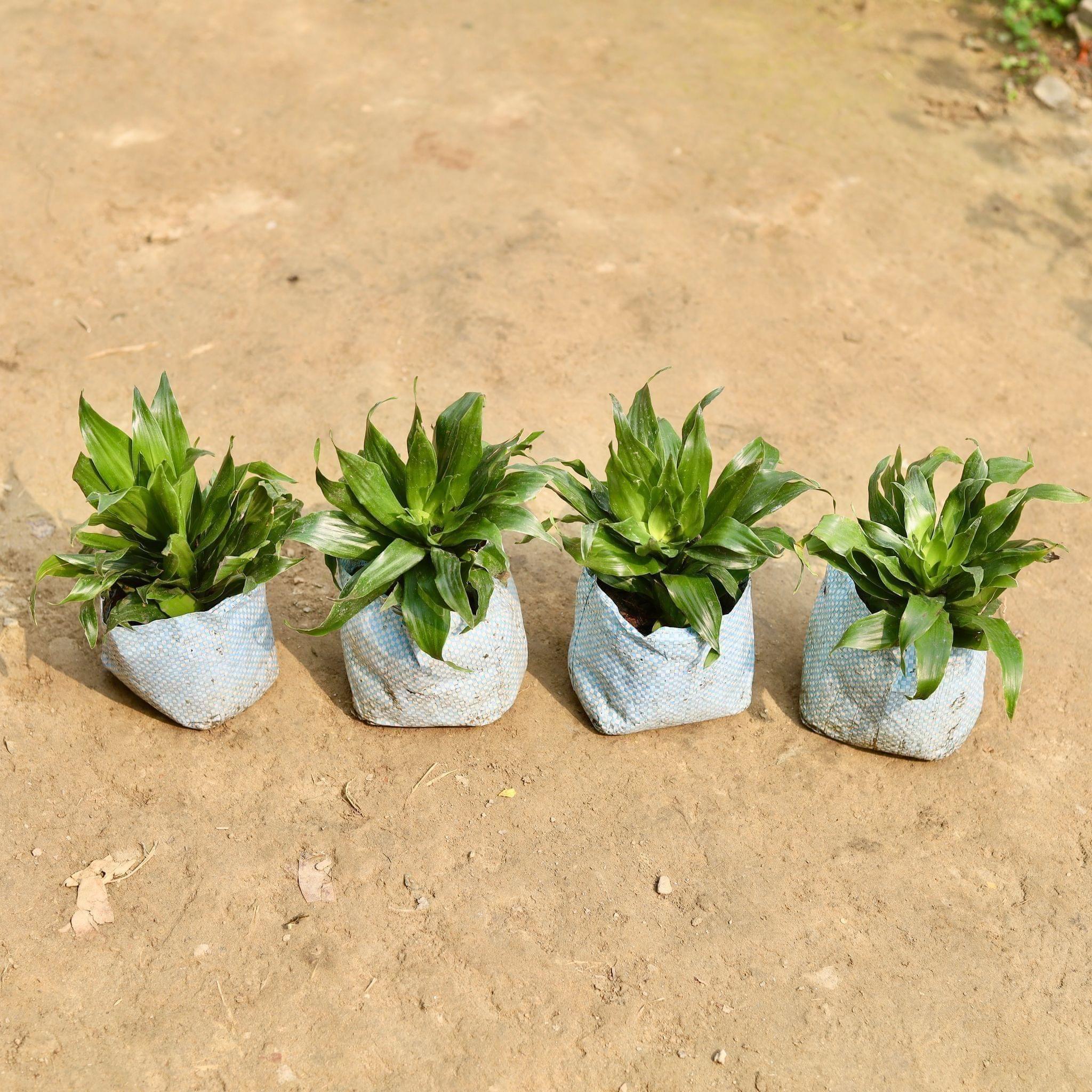 Set of 4 - Dracaena Compacta in 5 Inch Nursery Bag