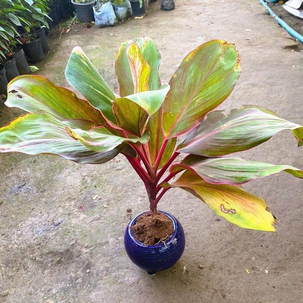 Buy Dracaena Kedarnath in 6 Inch Round Ceramic Pot (colour may vary) Online | Urvann.com Dracaena Kedarnath in 6 Inch Round Ceramic Pot (colour may vary)