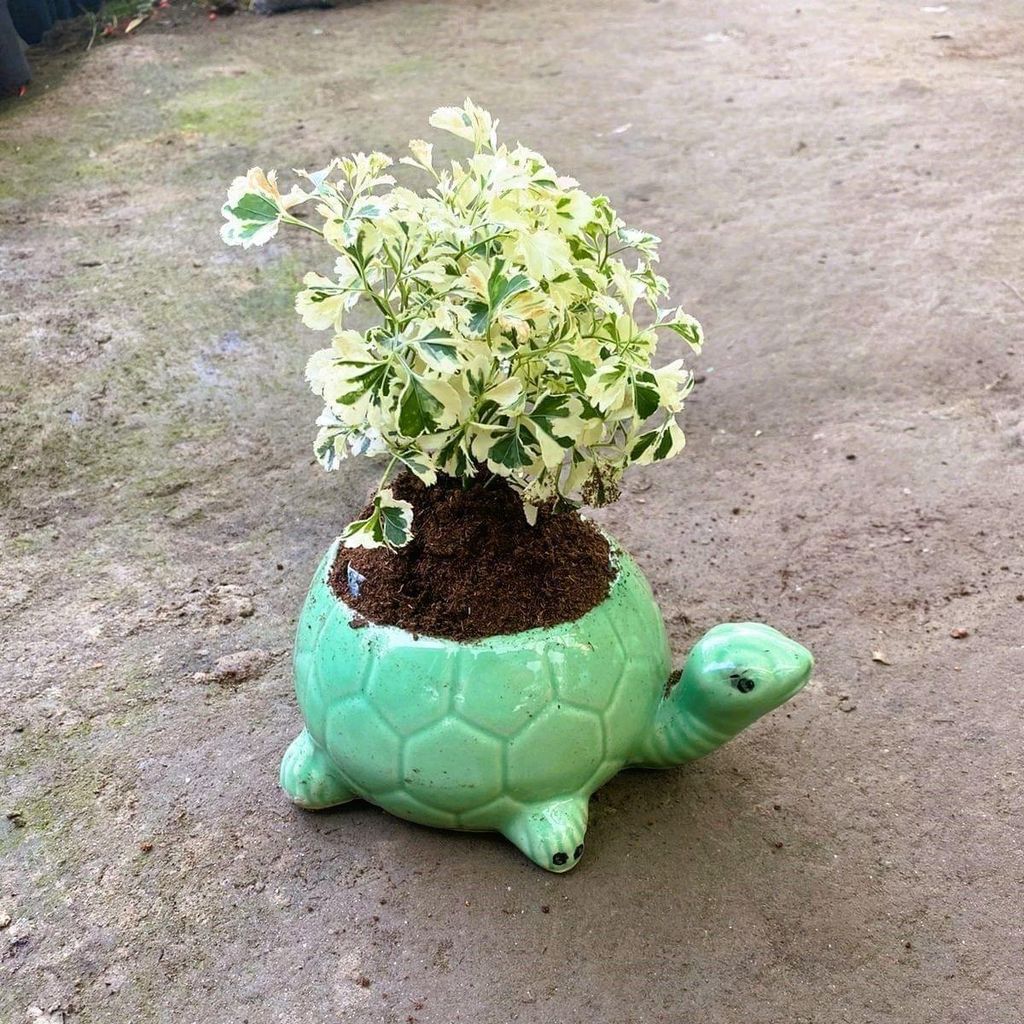 Aralia Vareigated in 6 Inch Tortoise Designer Ceramic Pot (any colour)