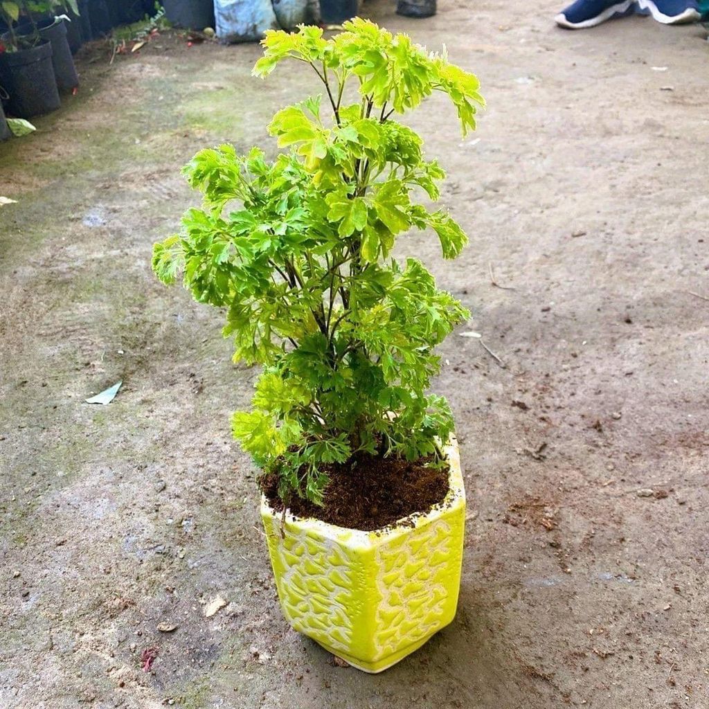 Aralia Green in 5 Inch Yellow Designer Ceramic Pot (colour & design may vary)