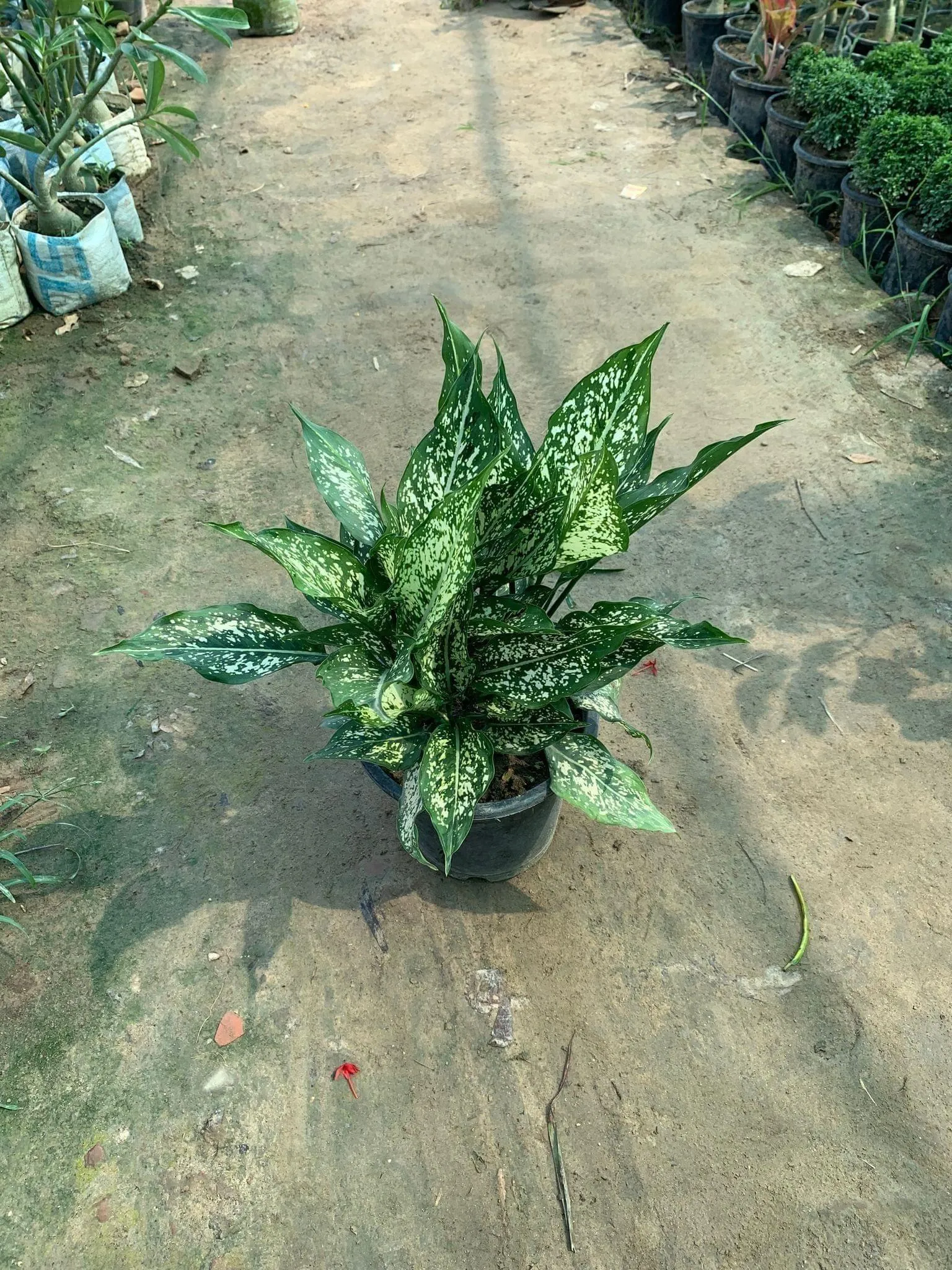 Aglaonema Snow White in 8 Inch Nursery Pot