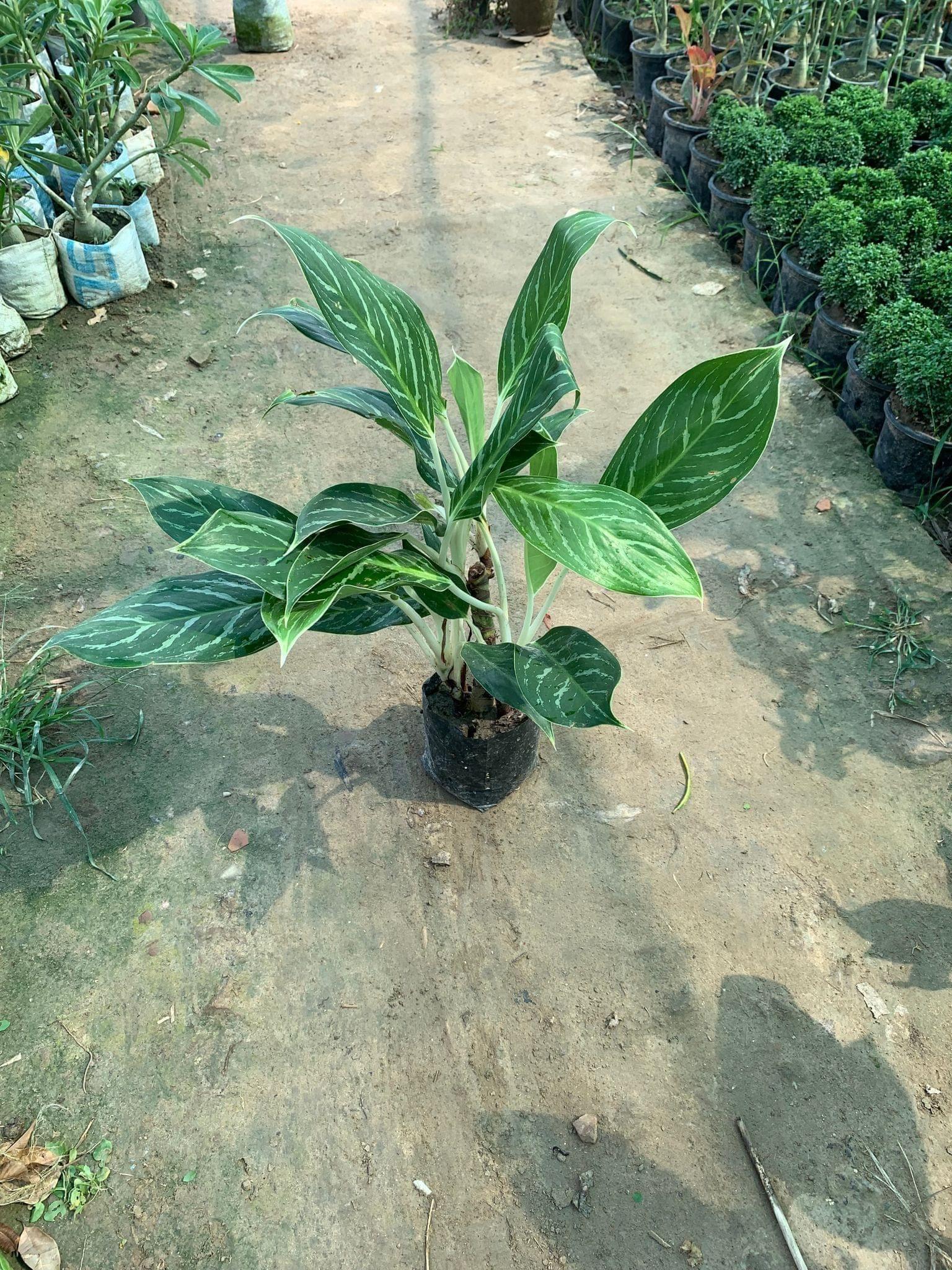 Aglaonema Tharna in 8 Inch Nursery Bag