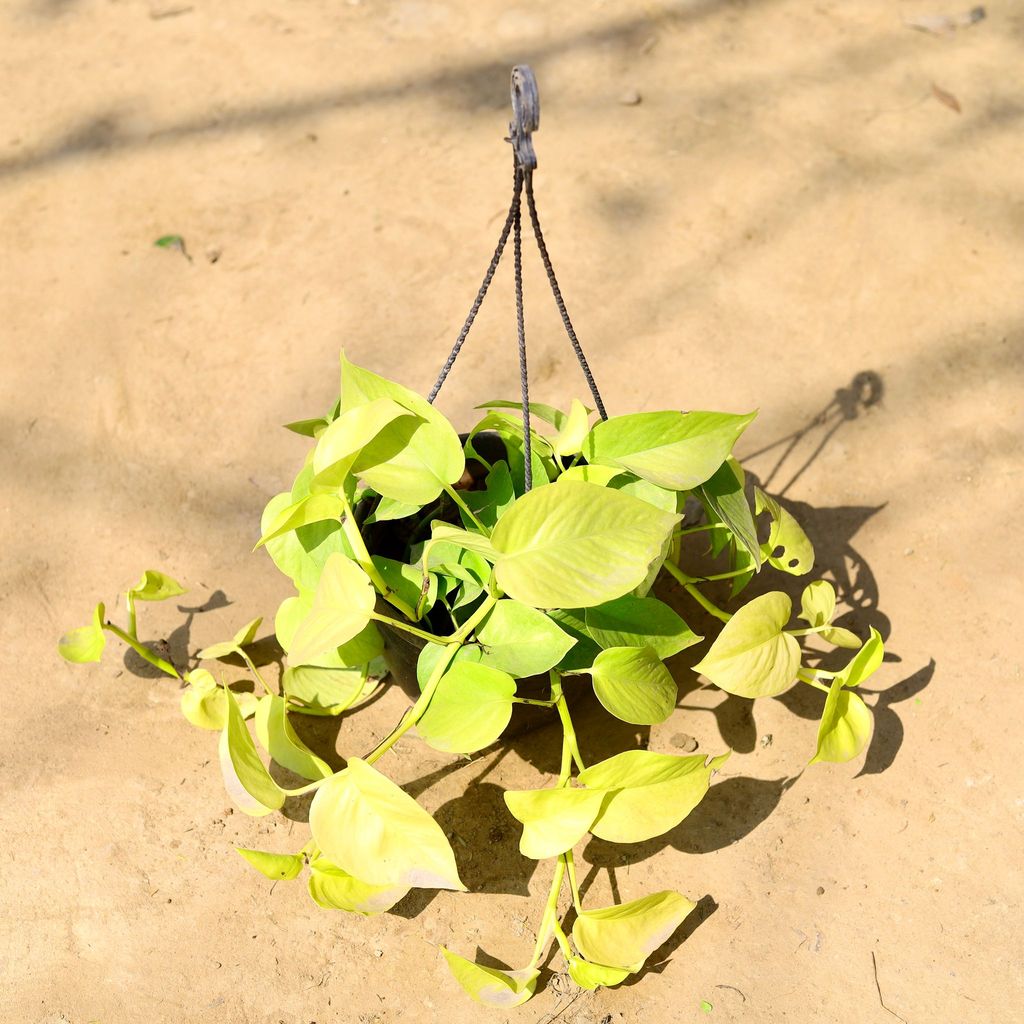 Golden Money Plant in 6 Inch Black Hanging Basket