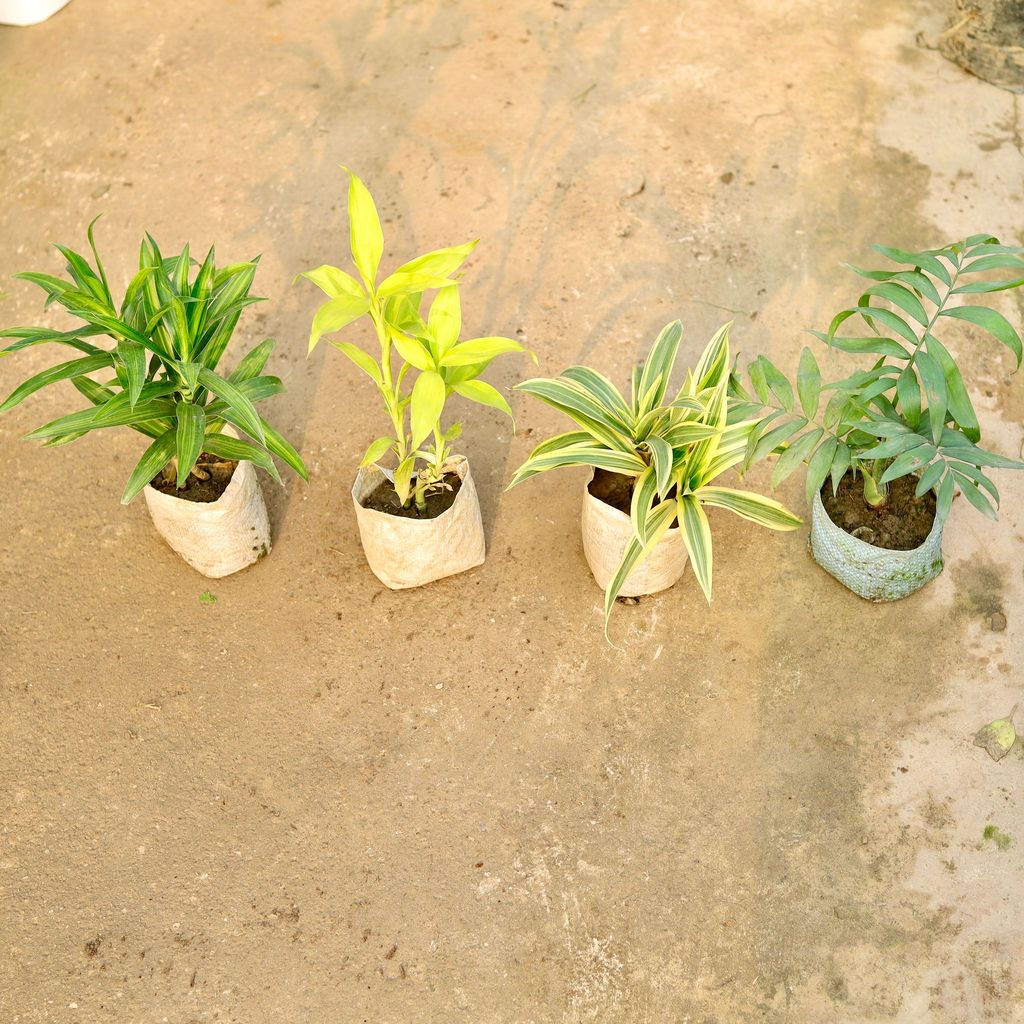 Buy Set of 4 - Dracaena Messenger, Lucky Bamboo, Song of India & Chamaedorea Palm in 4 Inch Nursery Bag Online | Urvann.com Set of 4 - Dracaena Messenger, Lucky Bamboo, Song of India & Chamaedorea Palm in 4 Inch Nursery Bag