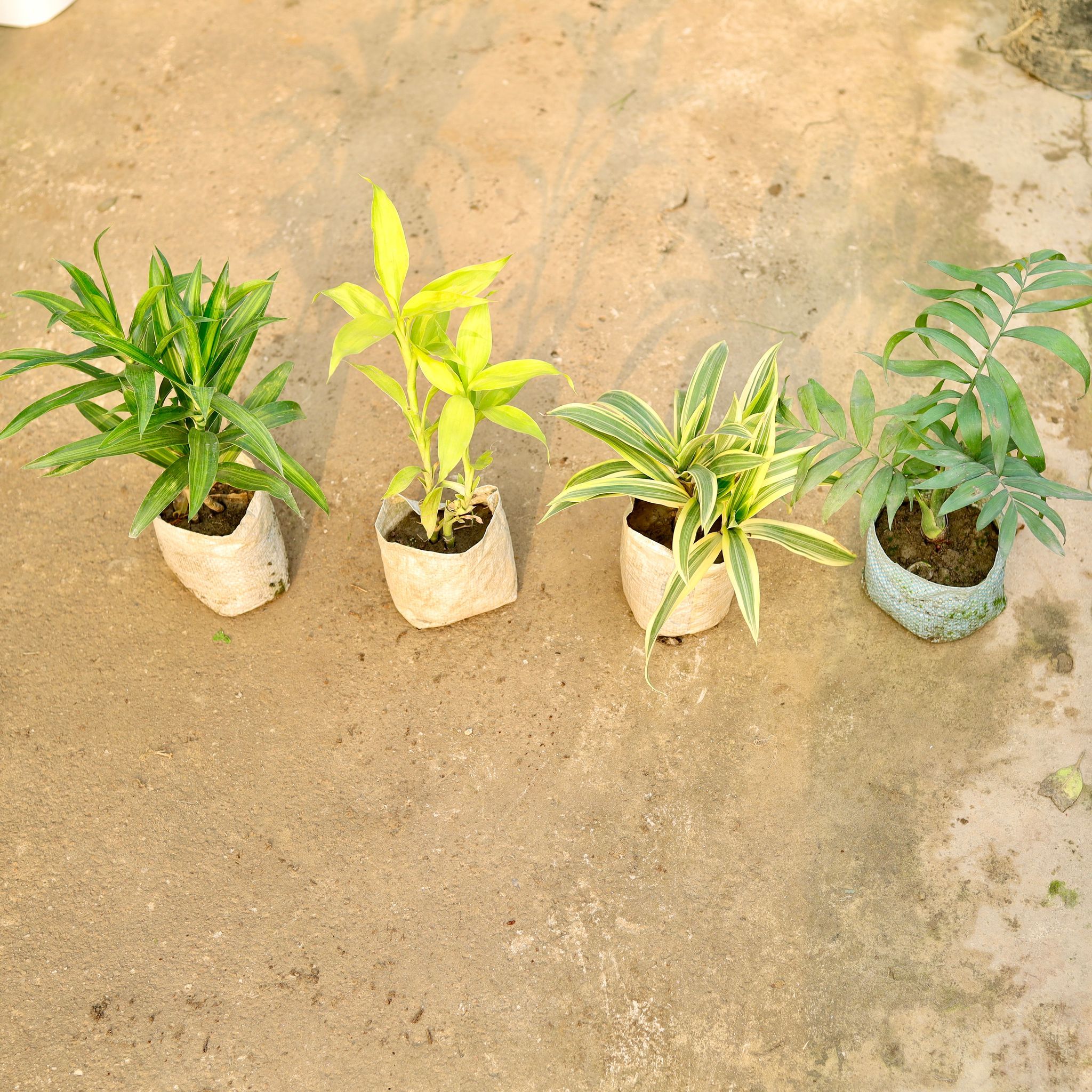Set of 4 - Dracaena Messenger, Lucky Bamboo, Song of India & Chamaedorea Palm in 4 Inch Nursery Bag