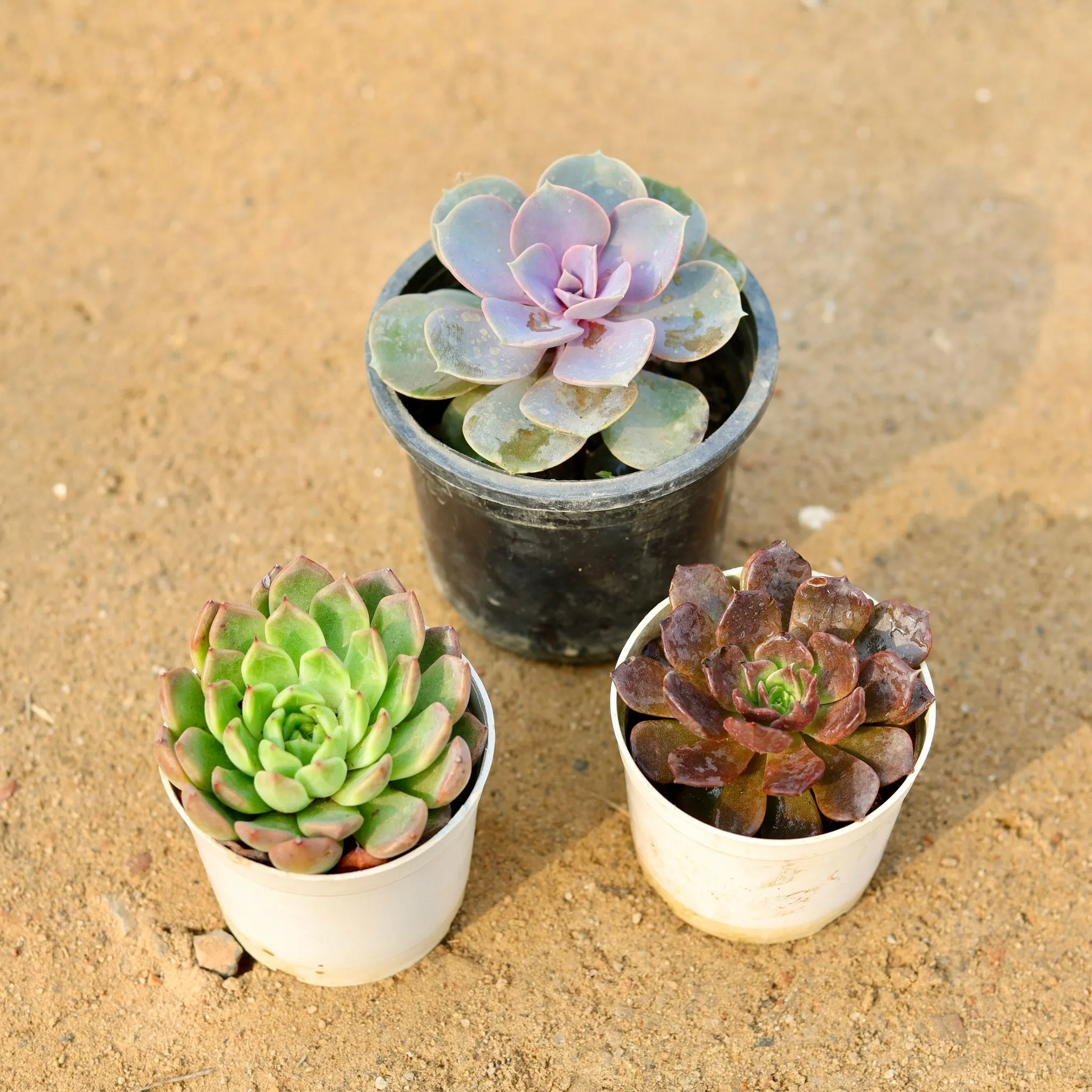 Set of 3 - Echeveria Lilacina Purplish, Echeveria Lipstick & Echeveria Chocolate Succulent in 3 Inch Nursery Pot