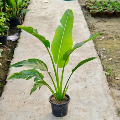 Buy Traveller Palm in 8 Inch White Nursery Pot Online | Urvann.com