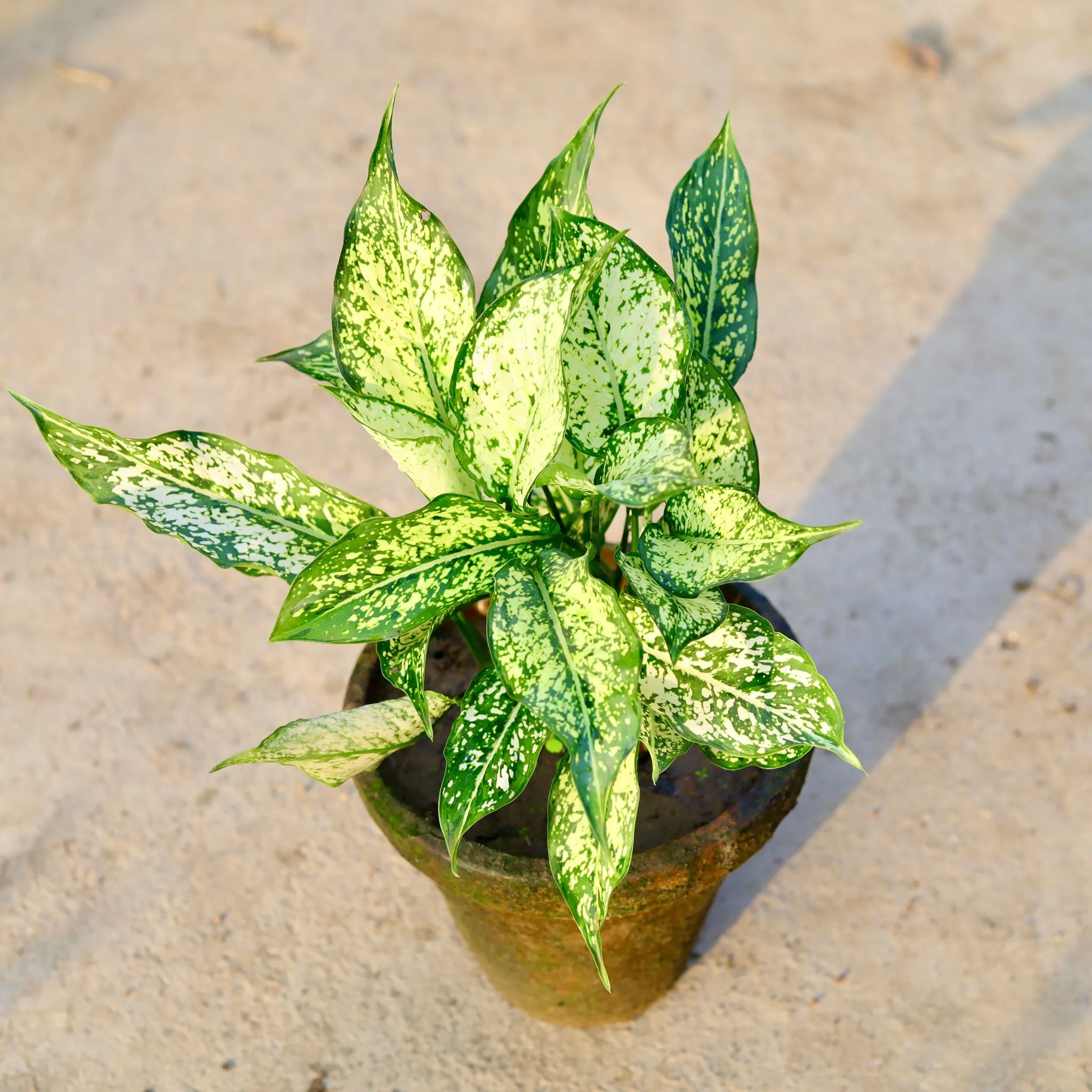 Aglaonema Snow White in 8 Inch Nursery Pot