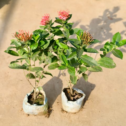 Set of 2 - Ixora Pink in 8 Inch Nursery Bag