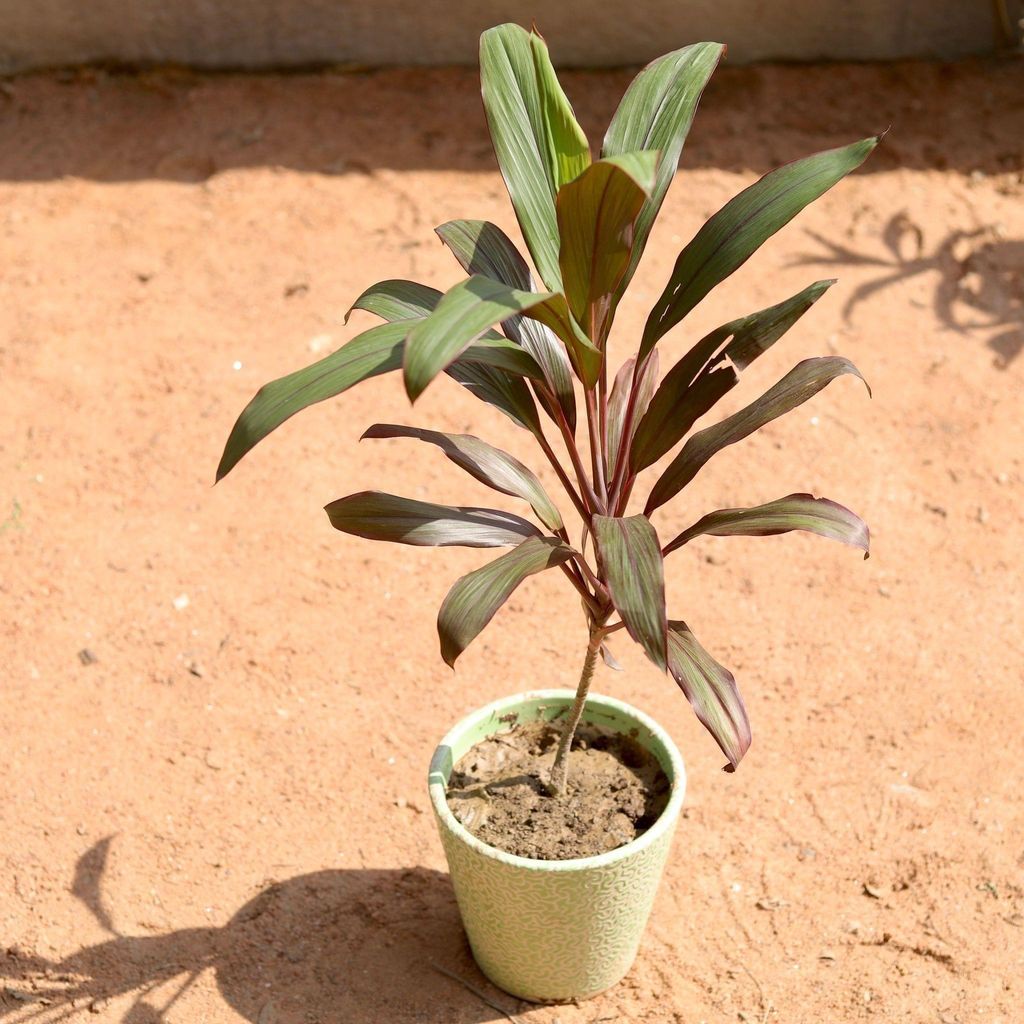 Dracaena Kedarnath in 5 Inch Ceramic Pot (Any Design,Colour)