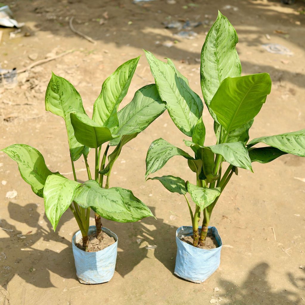 Buy Set of 2 - Aglaonema Maria Christina in 7 Inch Nursery Bag Online | Urvann.com Set of 2 - Aglaonema Maria Christina in 7 Inch Nursery Bag