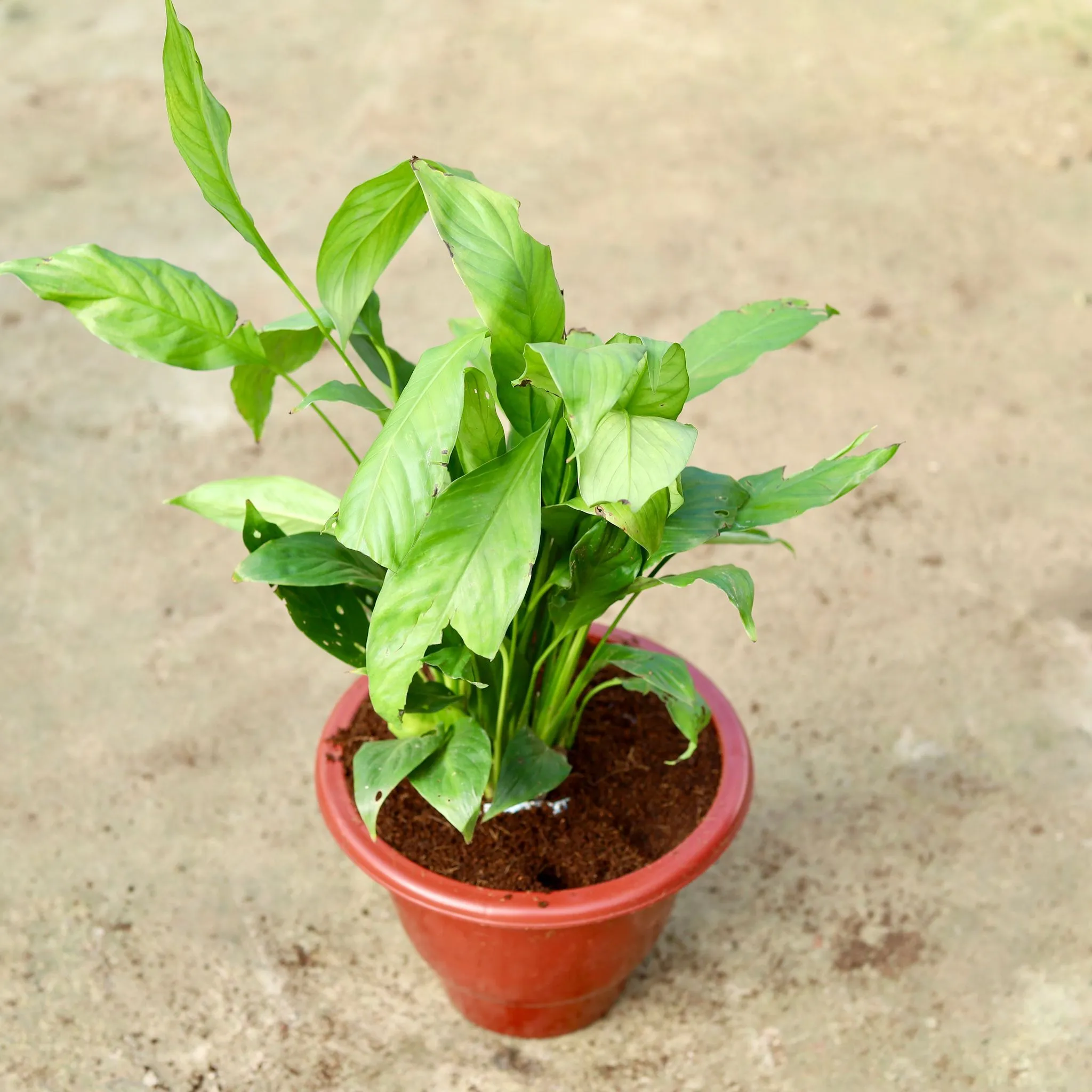 Peace Lily (any colour) in 10 Inch Classy Red Plastic Pot