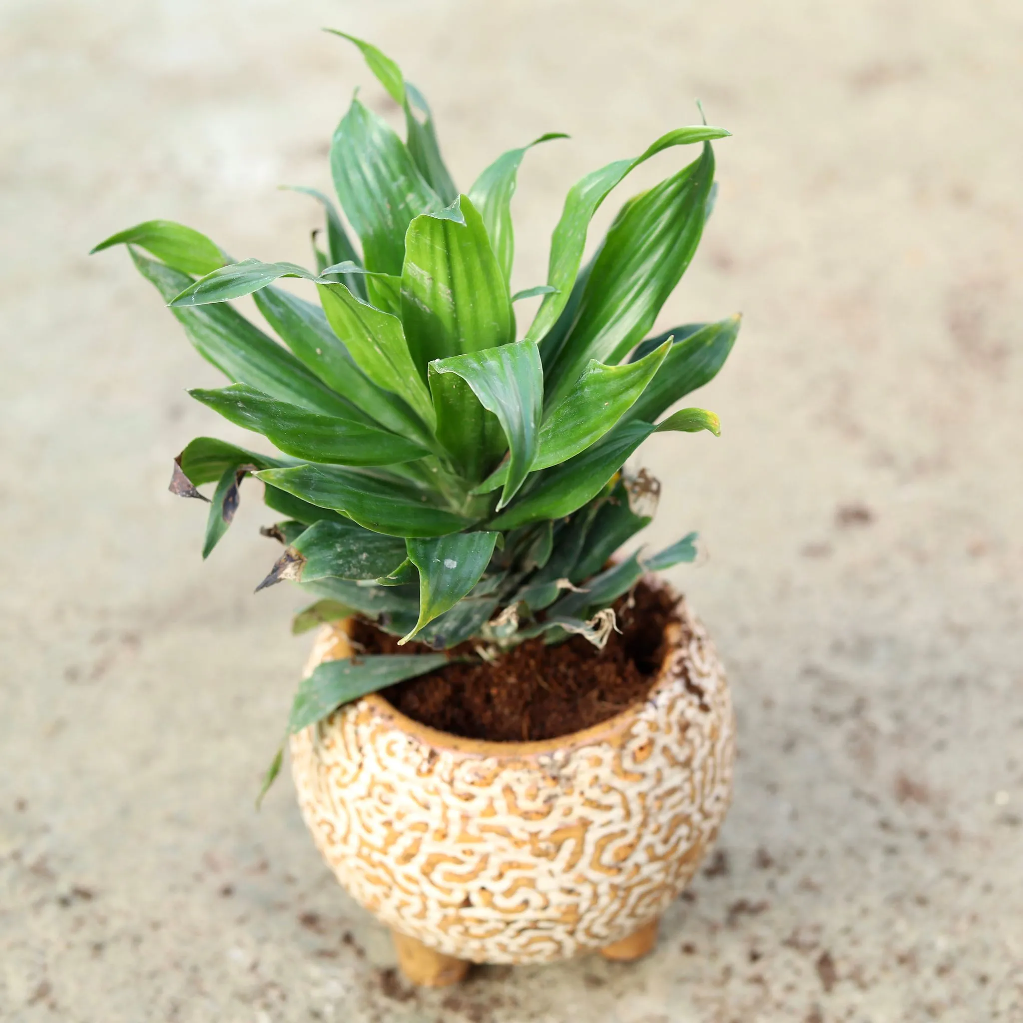 Dracaena Compacta in 6 Inch Round Legs Designer Ceramic Pot (any colour)