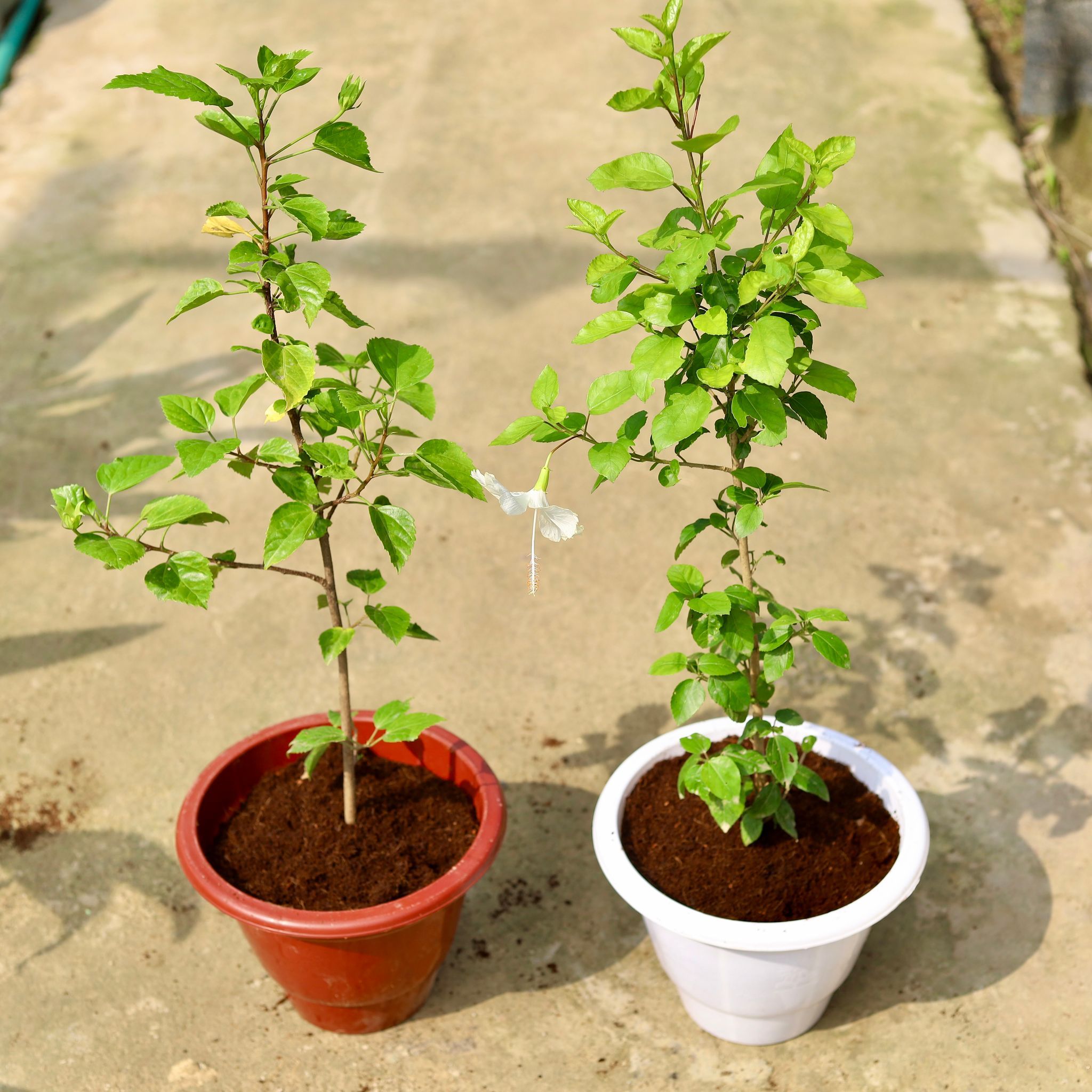 Set of 2 - Hibiscus / Gudhal White in 10 Inch Classy Red & White Plastic Pot