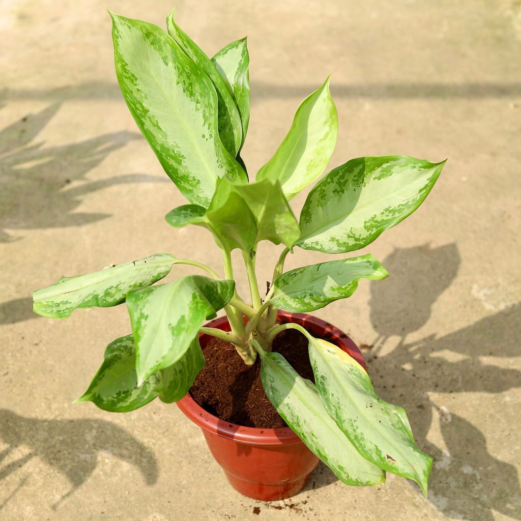 Buy Aglaonema Emerald Bay In 10 Inch Classy Red Plastic Pot Online | Urvann.com Aglaonema Emerald Bay in 10 Inch Classy Red Plastic Pot
