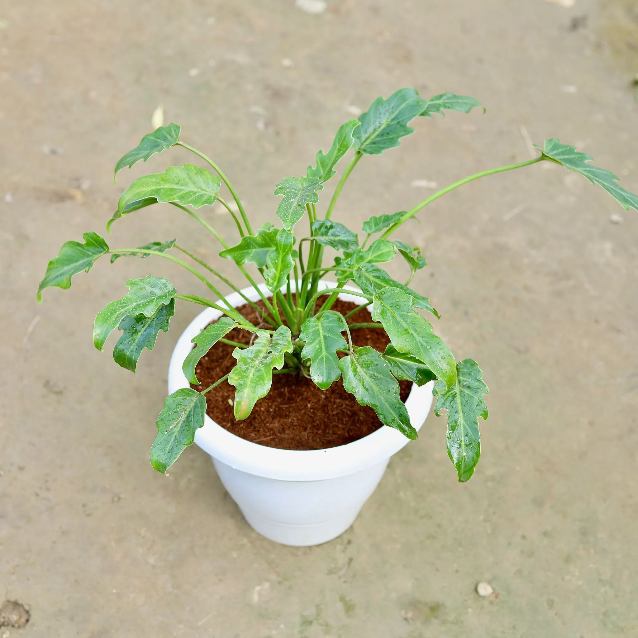 Xanadu Green in 10 Inch Classy White Plastic Pot