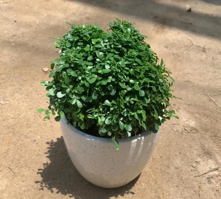 Table Kamini in 5 Inch White Ceramic Pot