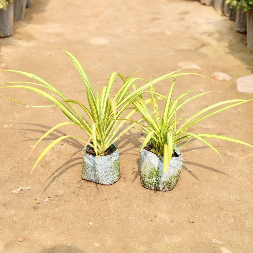 Set of 2 - Golden Spider in 8 Inch Nursery Bag
