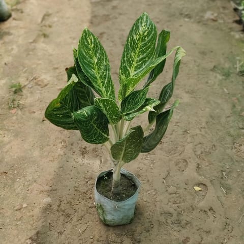 Aglaonema Jharna in 8 Inch Nursery Bag