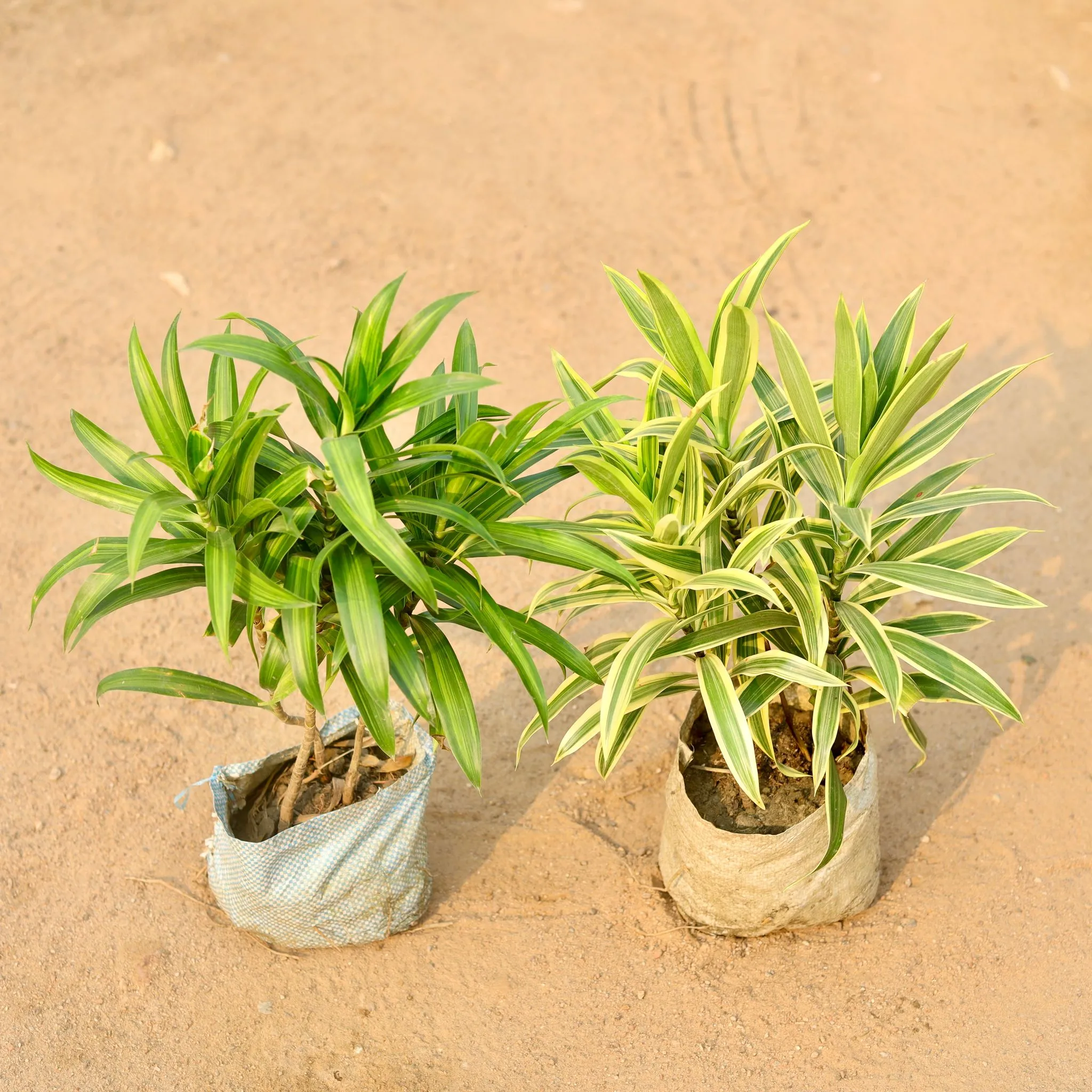 Set of 2 - Song Of India Green & Yellow in 7 Inch Nursery Bag