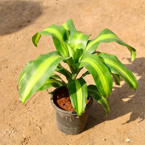 Dracaena Fragrans in 8 Inch Nursery Pot