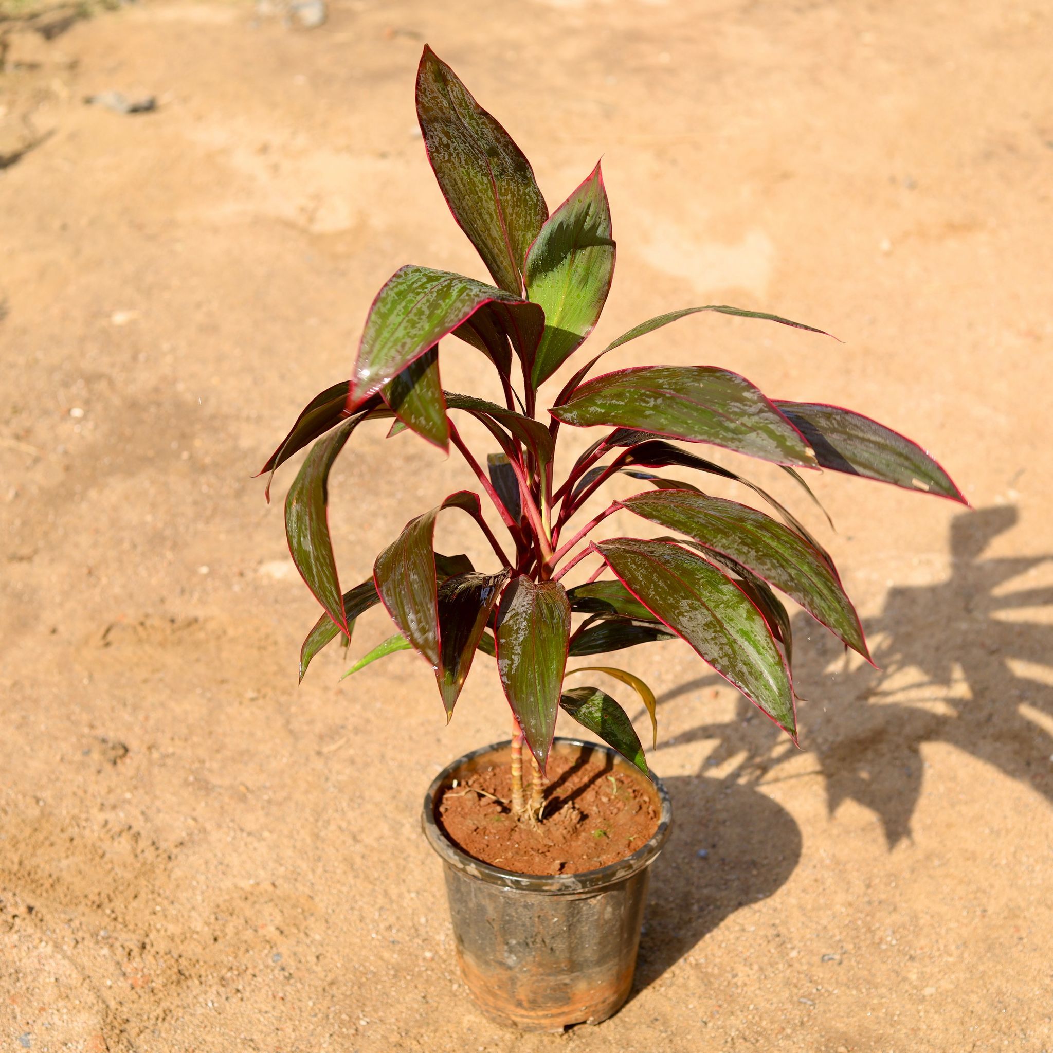 Dracaena Hawaiian Ti Red in 8 Inch Nursery Pot
