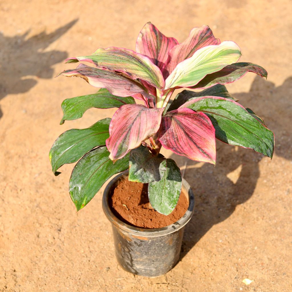 Buy Dracaena Cordyline Broad Leaf in 8 Inch Nursery Pot Online | Urvann.com Dracaena Cordyline Broad Leaf in 8 Inch Nursery Pot