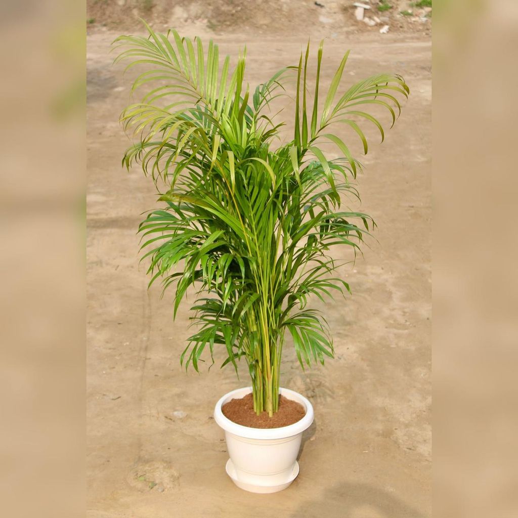 Areca Palm (~ 4 -5 Ft) in 12 Inch Classy Red Plastic Pot with Tray
