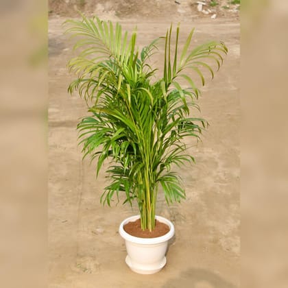 Buy Areca Palm (~ 2 Ft) in 12 Inch Classy Red Plastic Pot with Tray Online | Urvann.com
