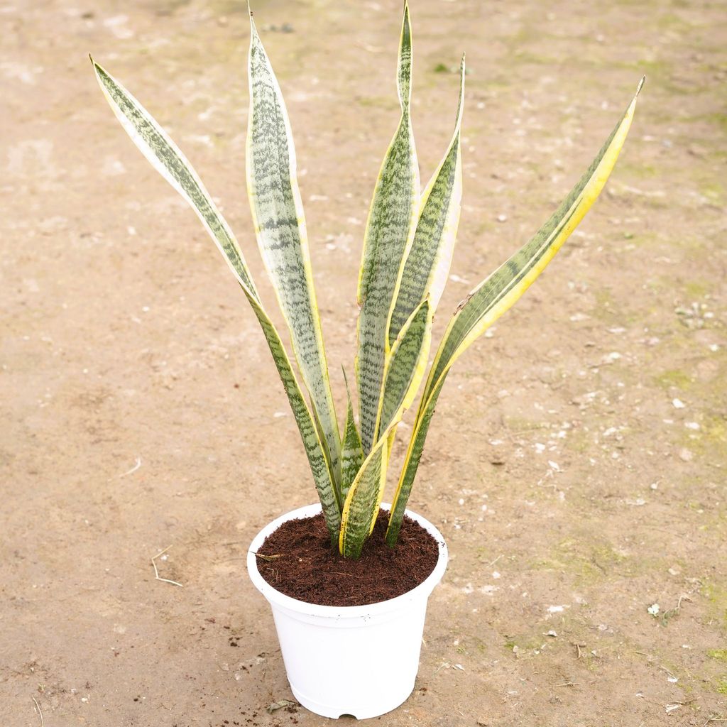 Snake Yellow Long in 8 Inch White Nursery Pot