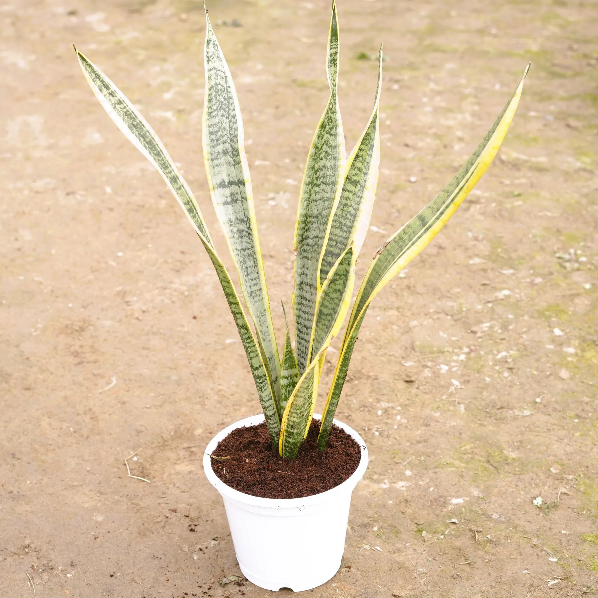 Snake Yellow Long in 8 Inch White Nursery Pot
